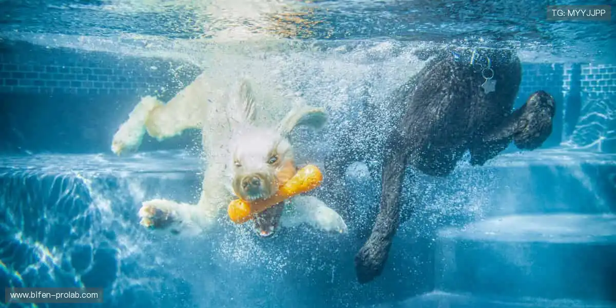 🎮 虚拟看台，弹幕狂欢，